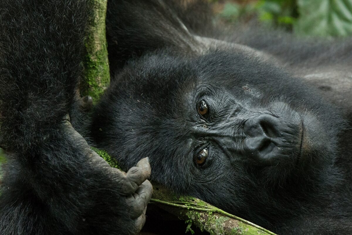 Rwanda Uganda Gorilla Safaris