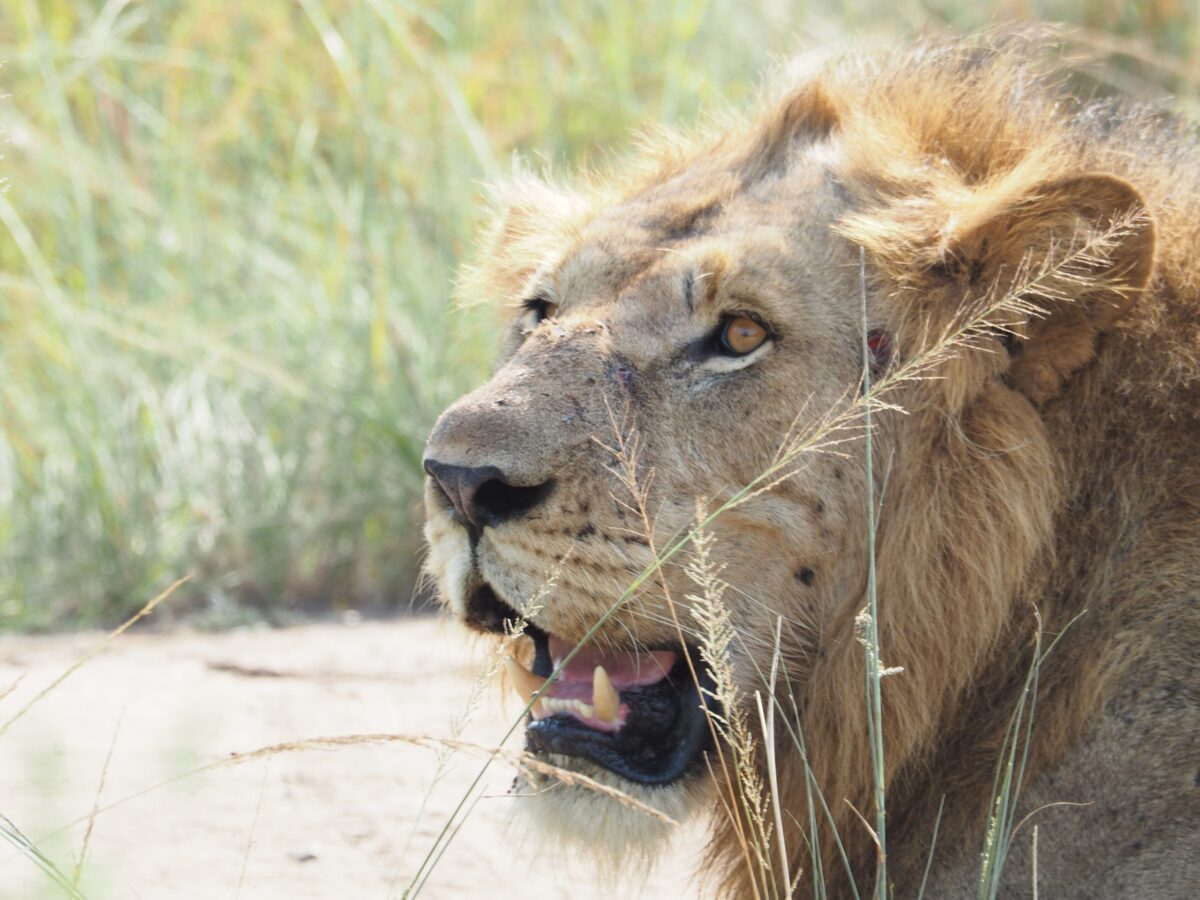 Uganda Wildlife Safaris
